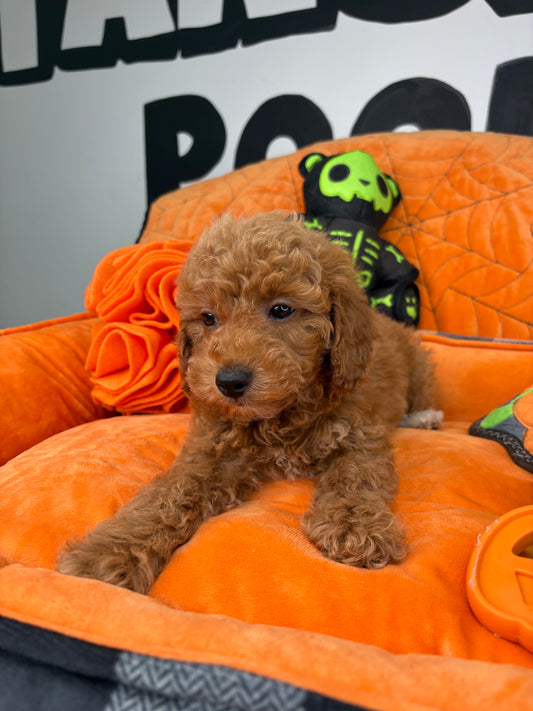 Apricot Male Toy Poodle 🐩 ‼️(Deposit Only, Please Read The Description Below‼️)