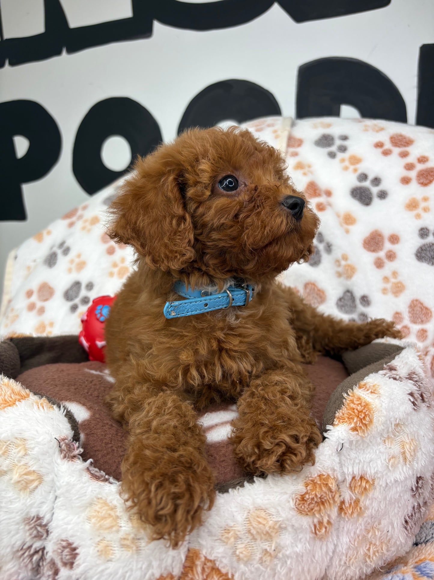 Red Male Toy Poodle (Deposit Only ‼️ Please Read DESCRIPTION Below‼️)