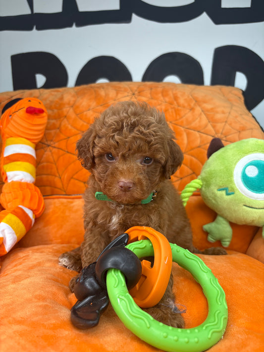 Red Male (Pink Nose) Teacup Poodle (Deposit Only ‼️ Please Read DESCRIPTION Below‼️)