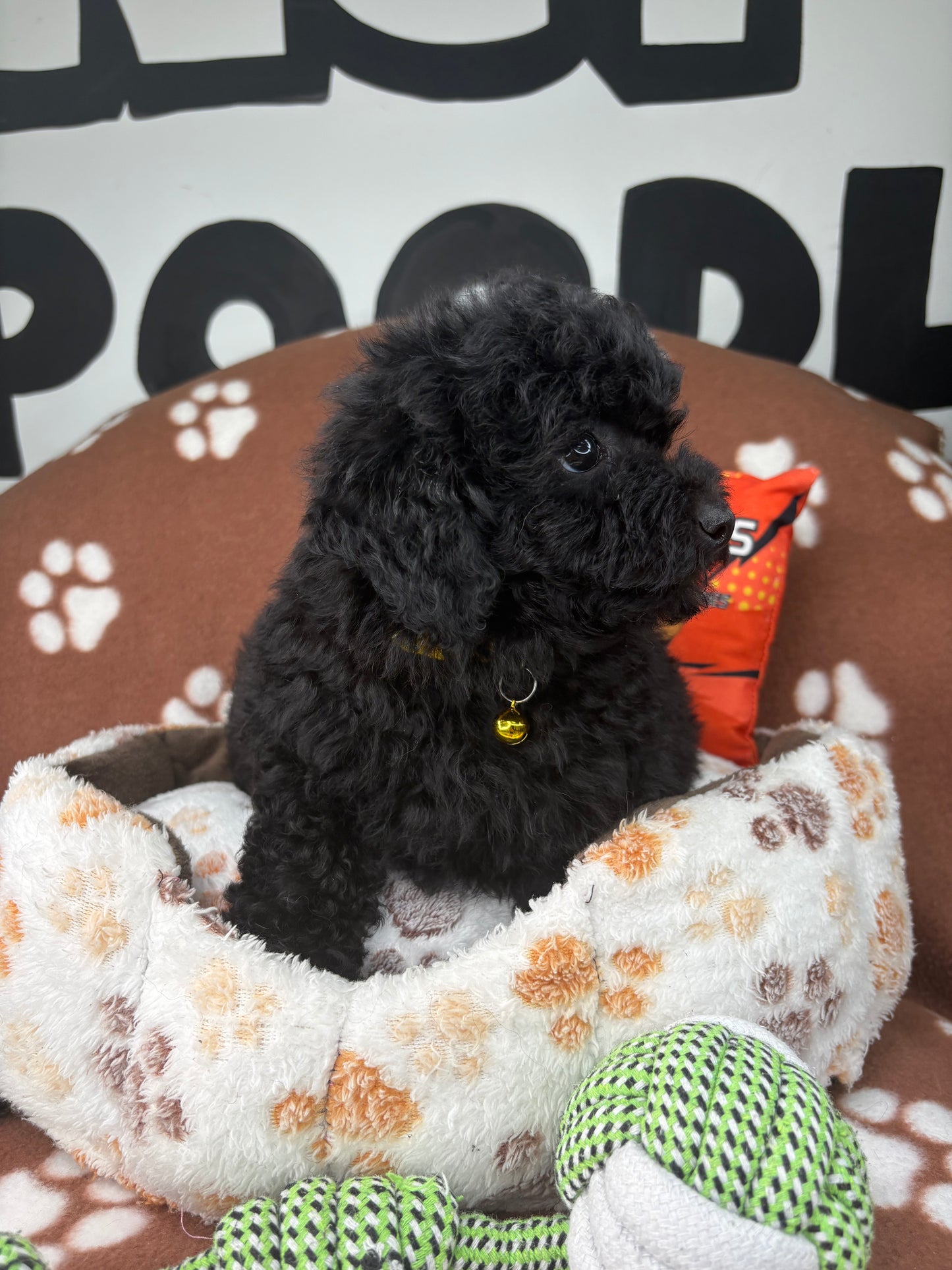 Black Female Miniature Poodle (Deposit Only ‼️ Please Read The DESCRIPTION Below‼️)