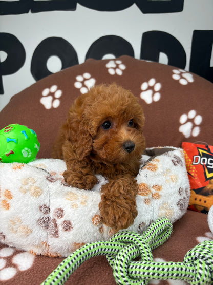 Red Female Teacup Poodle 🐩(Deposit Only ‼️ Please Read The DESCRIPTION Below‼️)