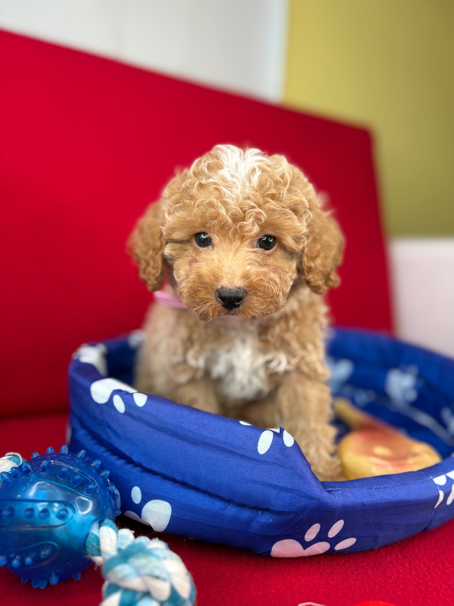 Apricot Male Toy Poodle ‼️(Deposit Only ‼️ Please Read The Description Below ‼️)