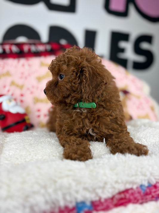 Dark Red Male Toy Poodle (Deposit Only‼️Please Read The Description Below‼️)