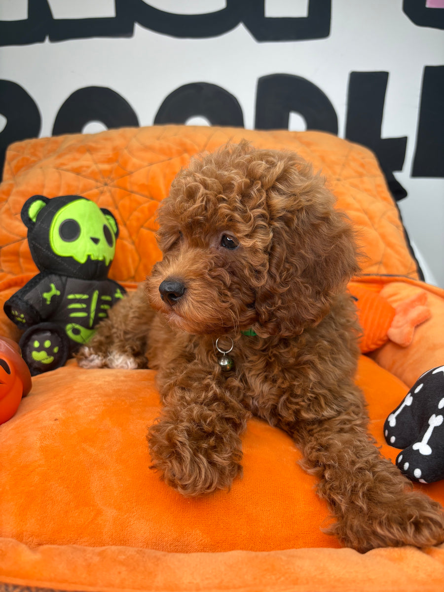 Red Female Miniture Poodle (Deposit Only, Please Read The Description Below‼️)