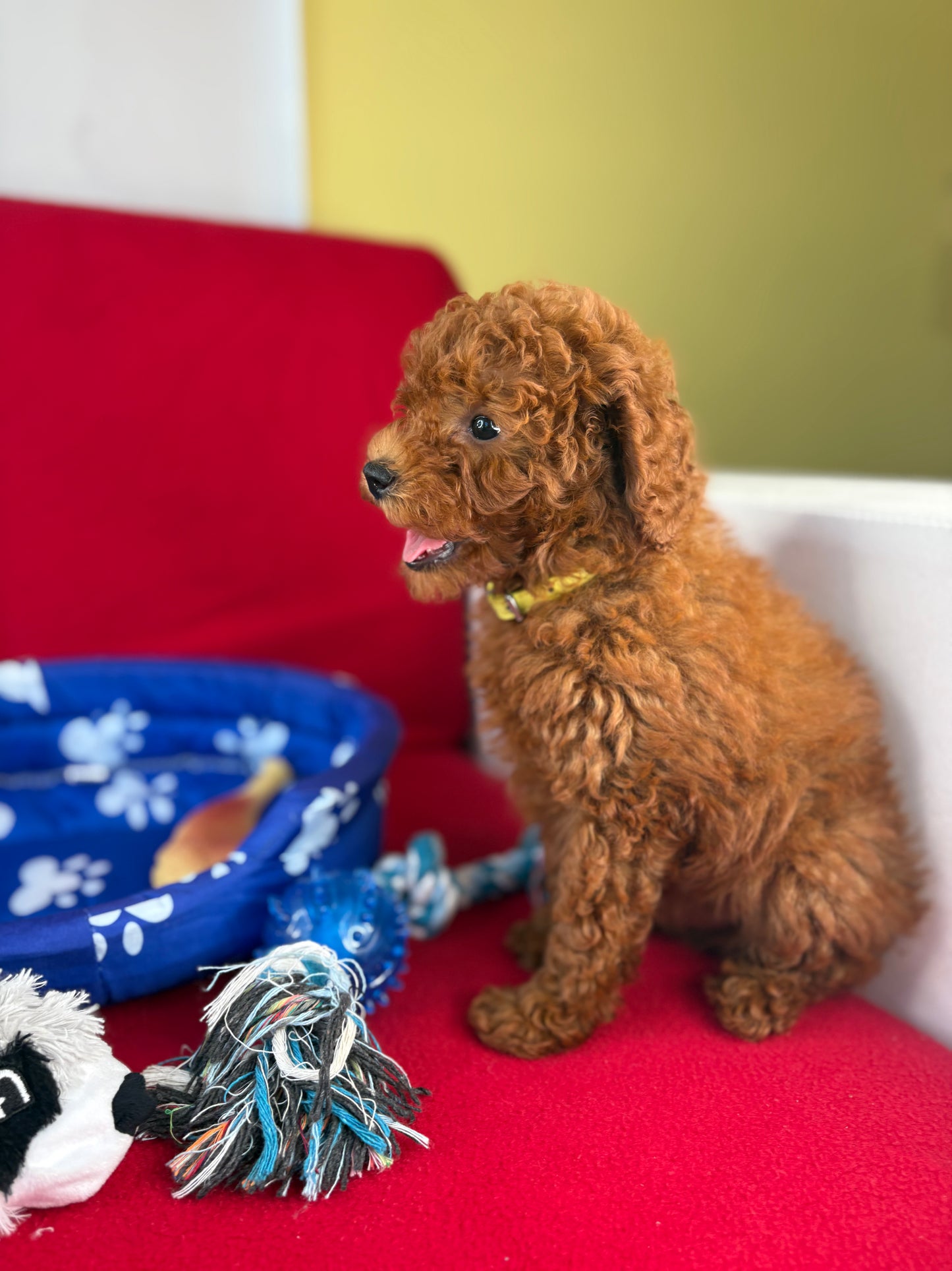 Red Female Toy Poodle (Deposit Only, Please Read The Description Below‼️)