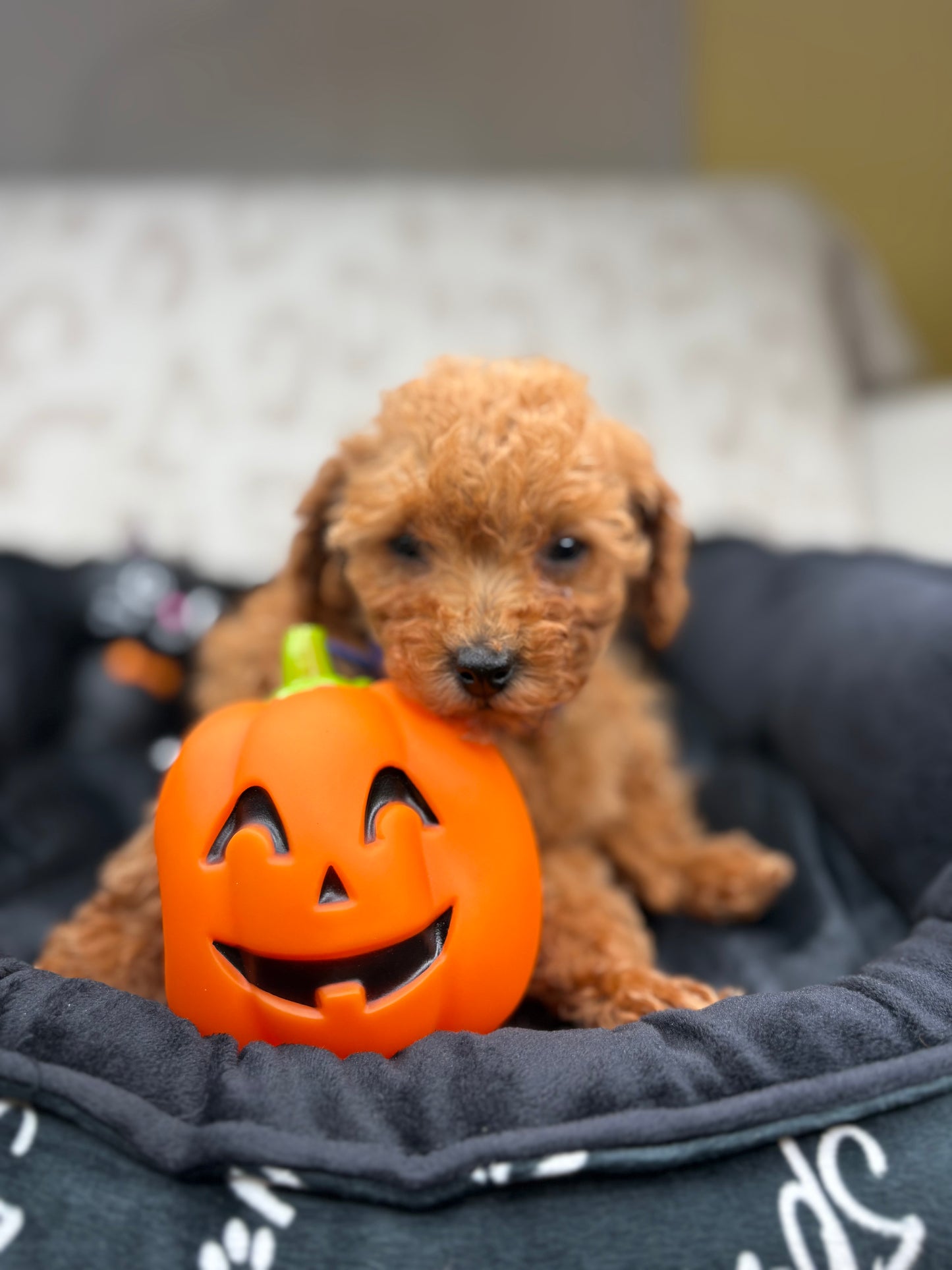 Apricot Female Teacup Poodle (Deposit Only Please Read The DESCRIPTION Below‼️