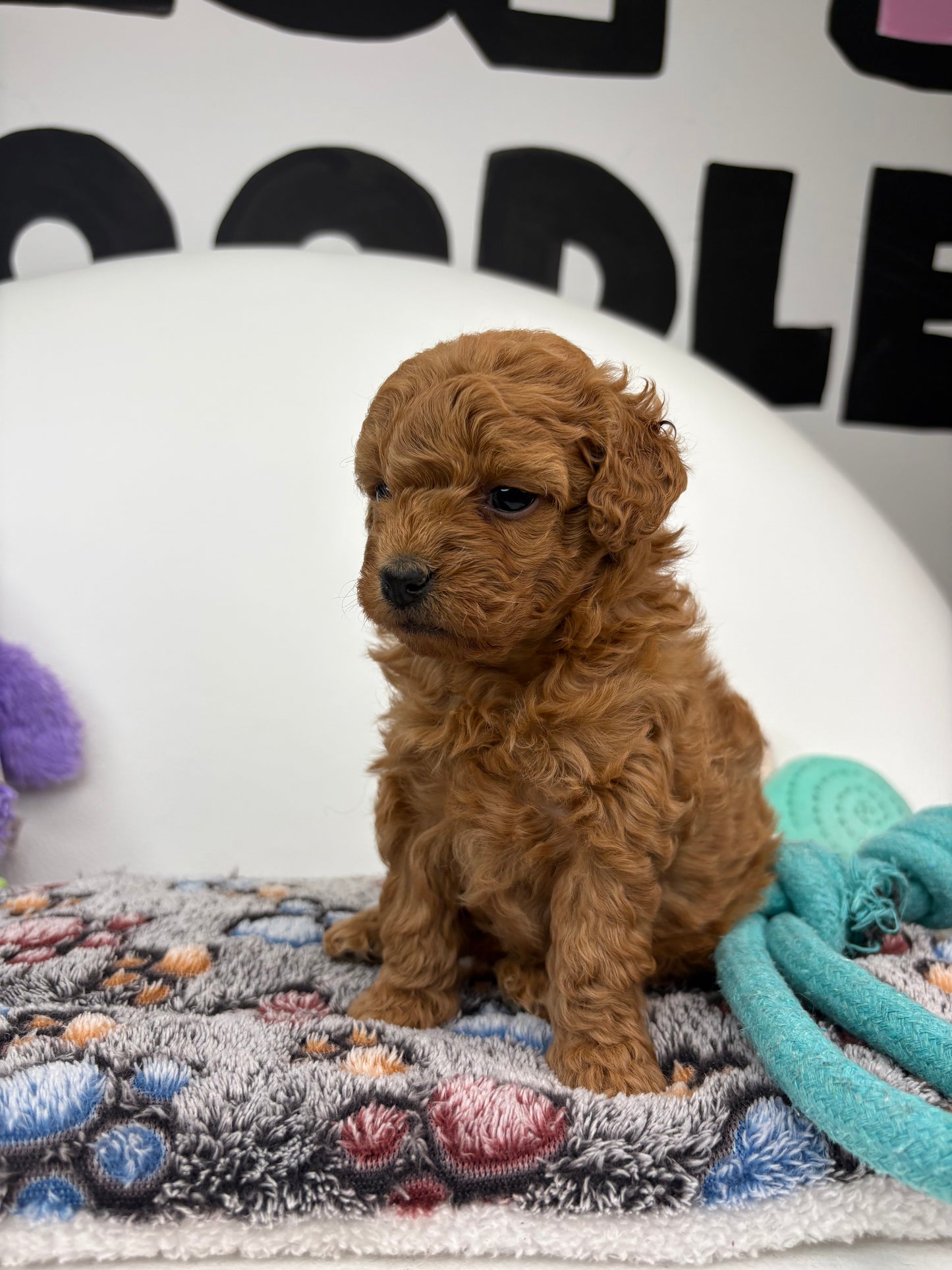 Ruby The Red Female Toy Poodle (Deposit Only‼️ Please Read The Description Below‼️)