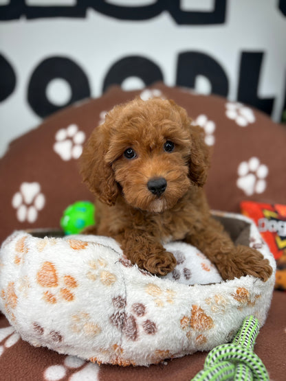 Red Male Toy Poodle (Deposit Only ‼️ Please Read DESCRIPTION Below‼️)
