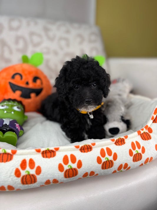 Black Female Teacup Poodle ‼️(Deposit Only ‼️ Please Read The Description Below ‼️)