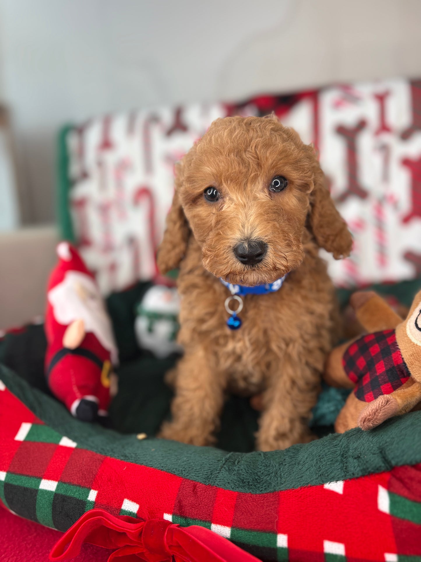 Apricot Male Miniature Poodle (Deposit Only ‼️ Please Read DESCRIPTION Below‼️)