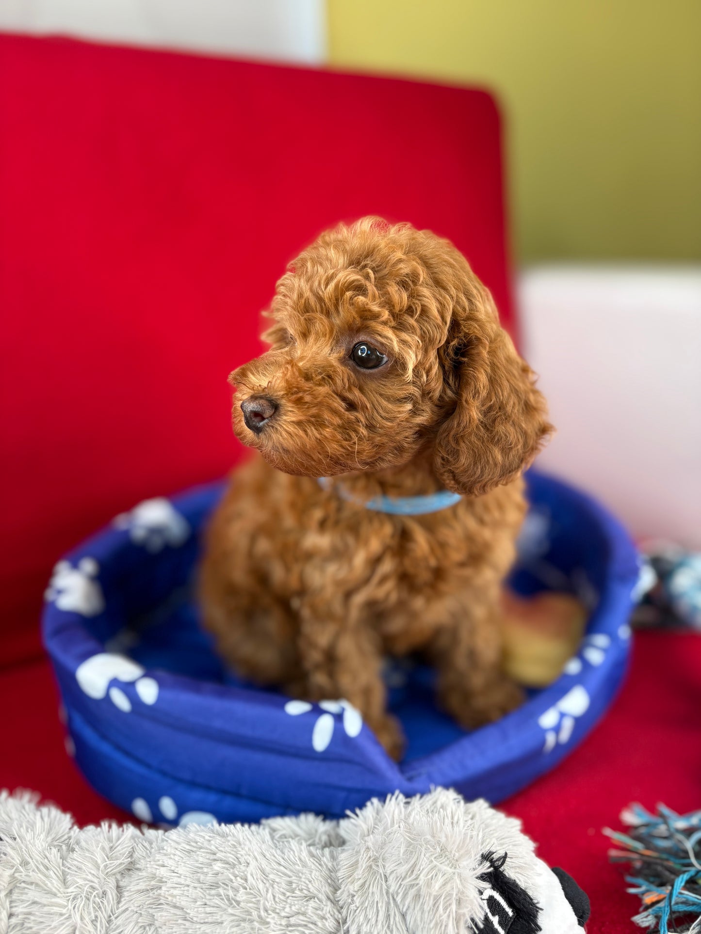 Red Female Toy Poodle (Deposit Only‼️Please Read The Description Below‼️)