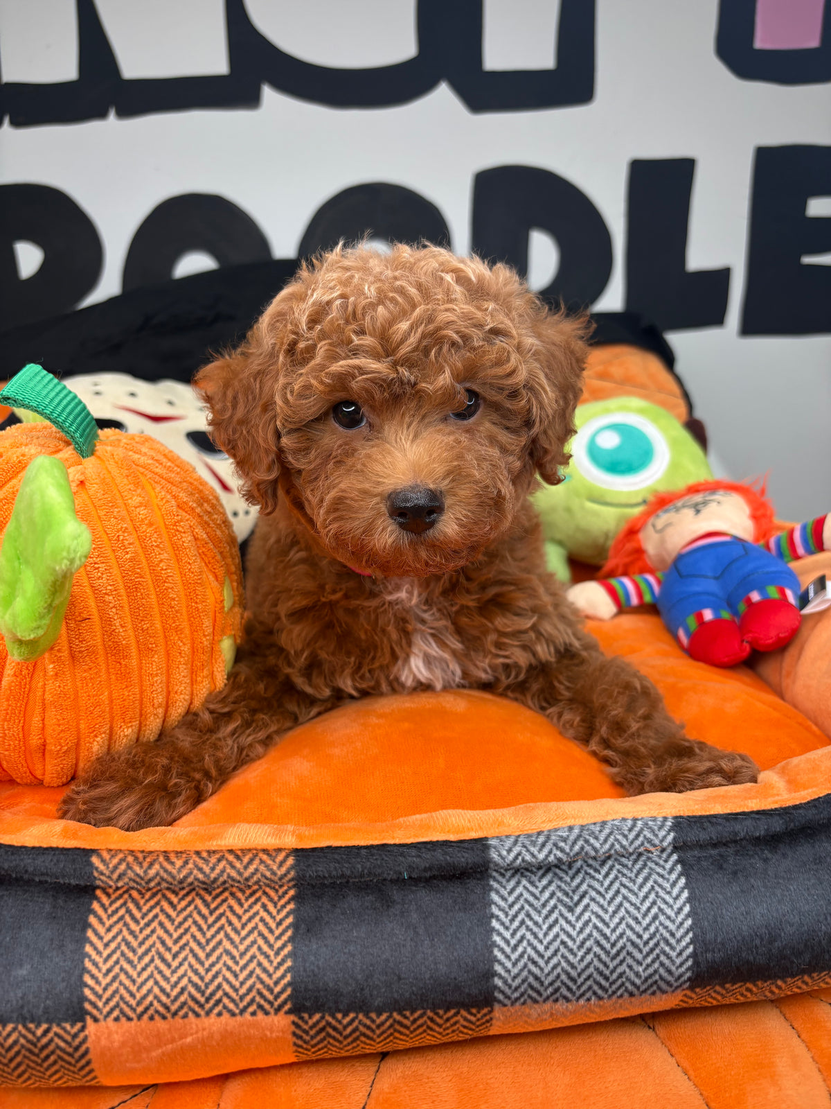 Red Female Toy Poodle ‼️(Deposit Only ‼️ Please Read The Description Below ‼️)