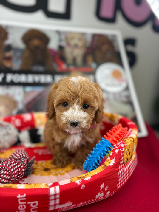 Red And White Male Teacup Poodle (Deposit Only‼️Please Read The Description Below‼️)