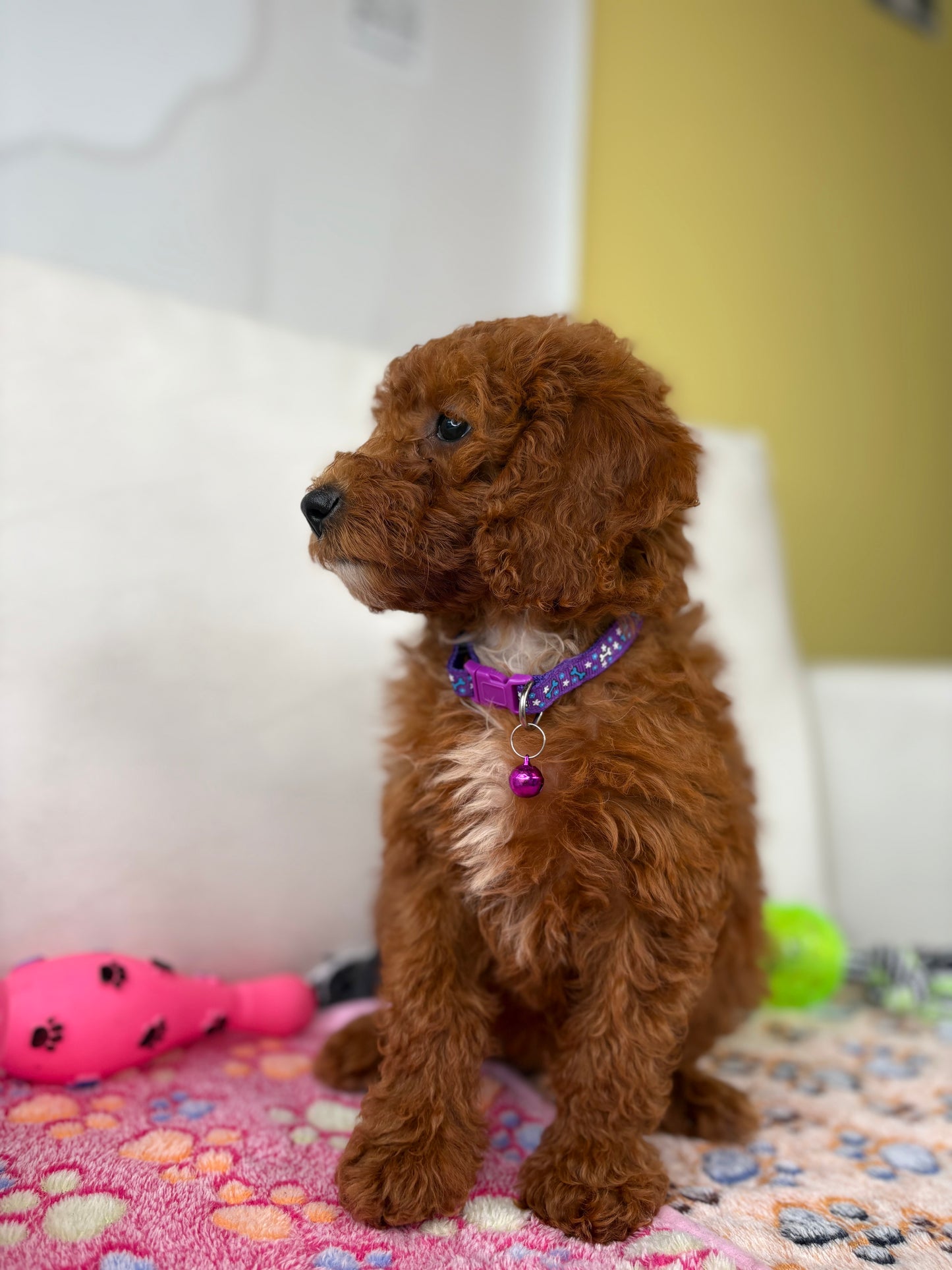 Female Miniature Poodle (Deposit Only ‼️ Please Read The DESCRIPTION Below‼️)