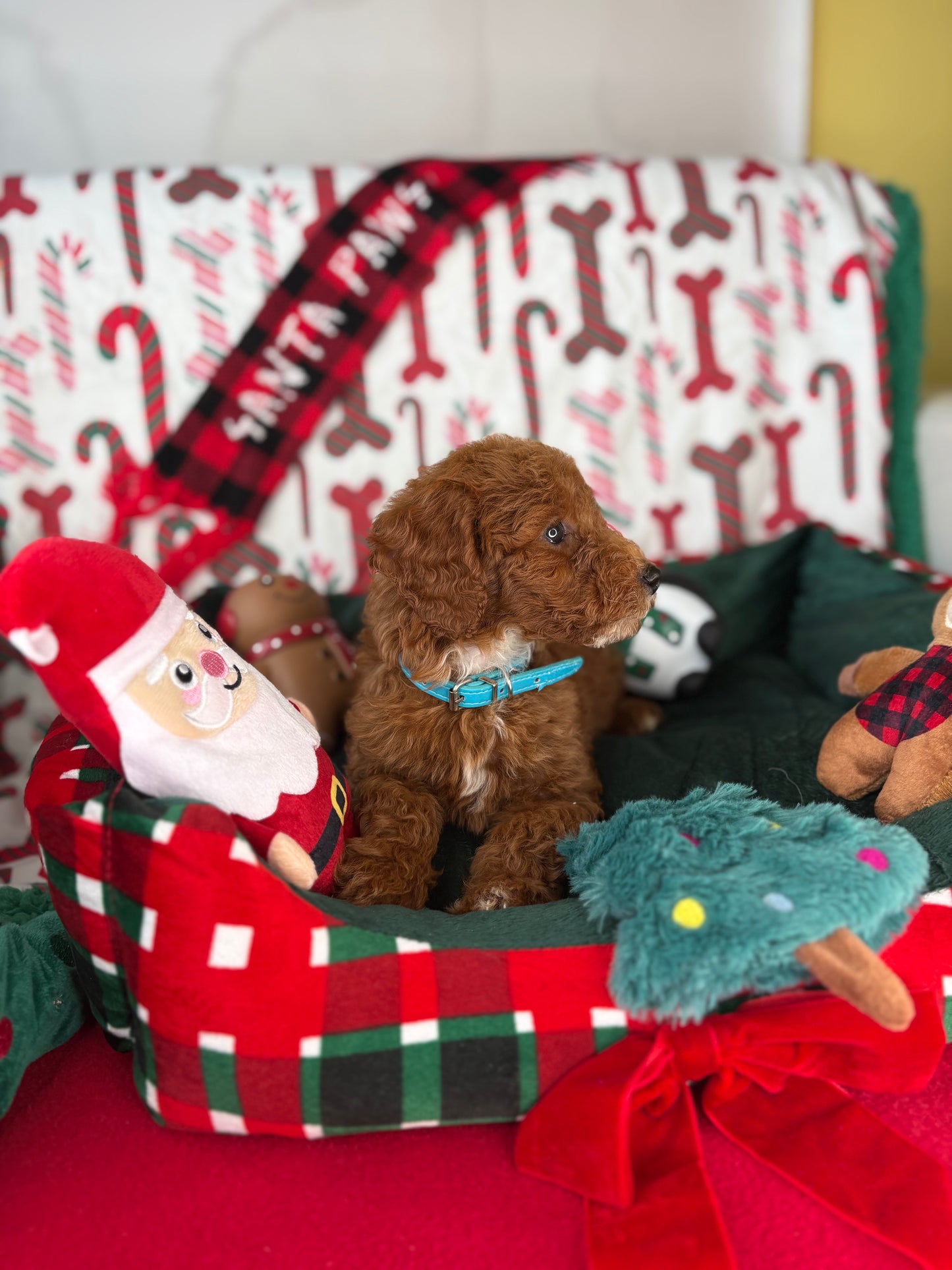 Red Female Toy Poodle (Deposit Only‼️Please Read The Description Below‼️)