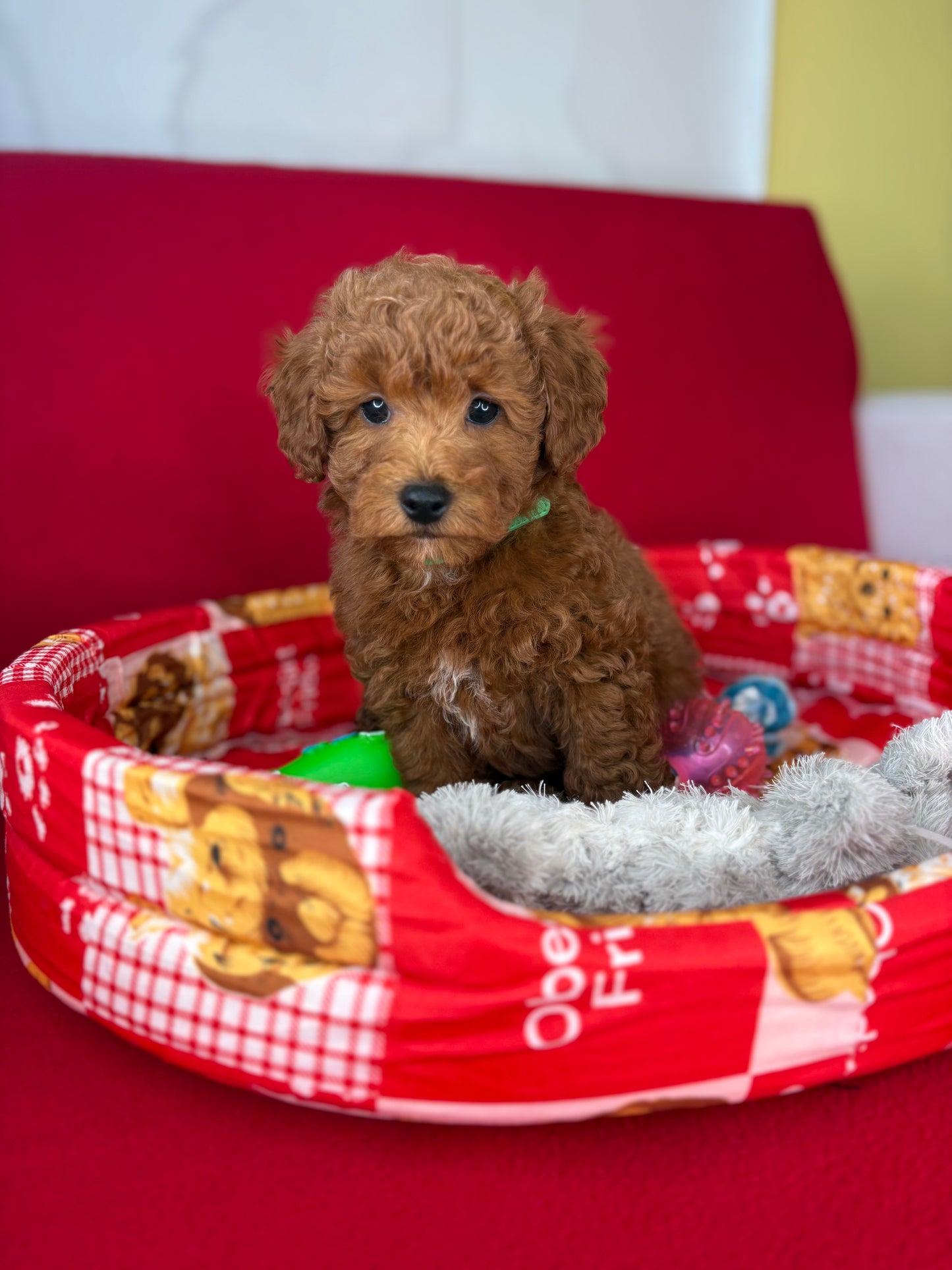 Red Male Toy Poodle 🐩 (Deposit Only‼️Please Read The Description Below‼️)