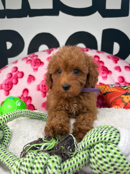 Red Male Toy Poodle 🐩 (Deposit Only‼️Please Read The Description Below‼️)