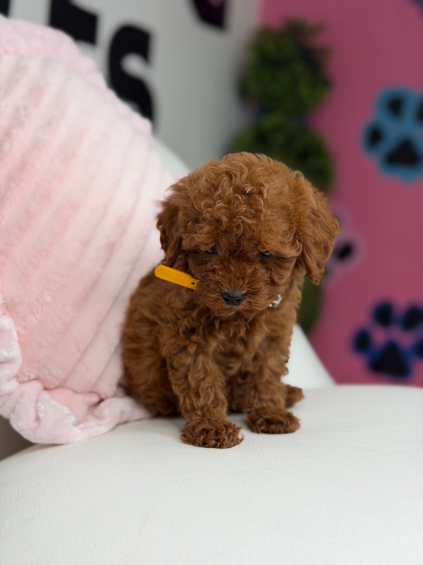 Dark Red Female Teacup Poodle ‼️(Deposit Only ‼️ Please Read The Description Below ‼️)