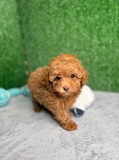 Zen The Micro Poodle 🐩 (Deposit Only ‼️Please Read The Description Below‼️)