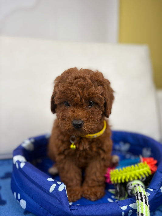 Super Red Female Toy Poodle (Deposit Only‼️Please Read The Description Below‼️)