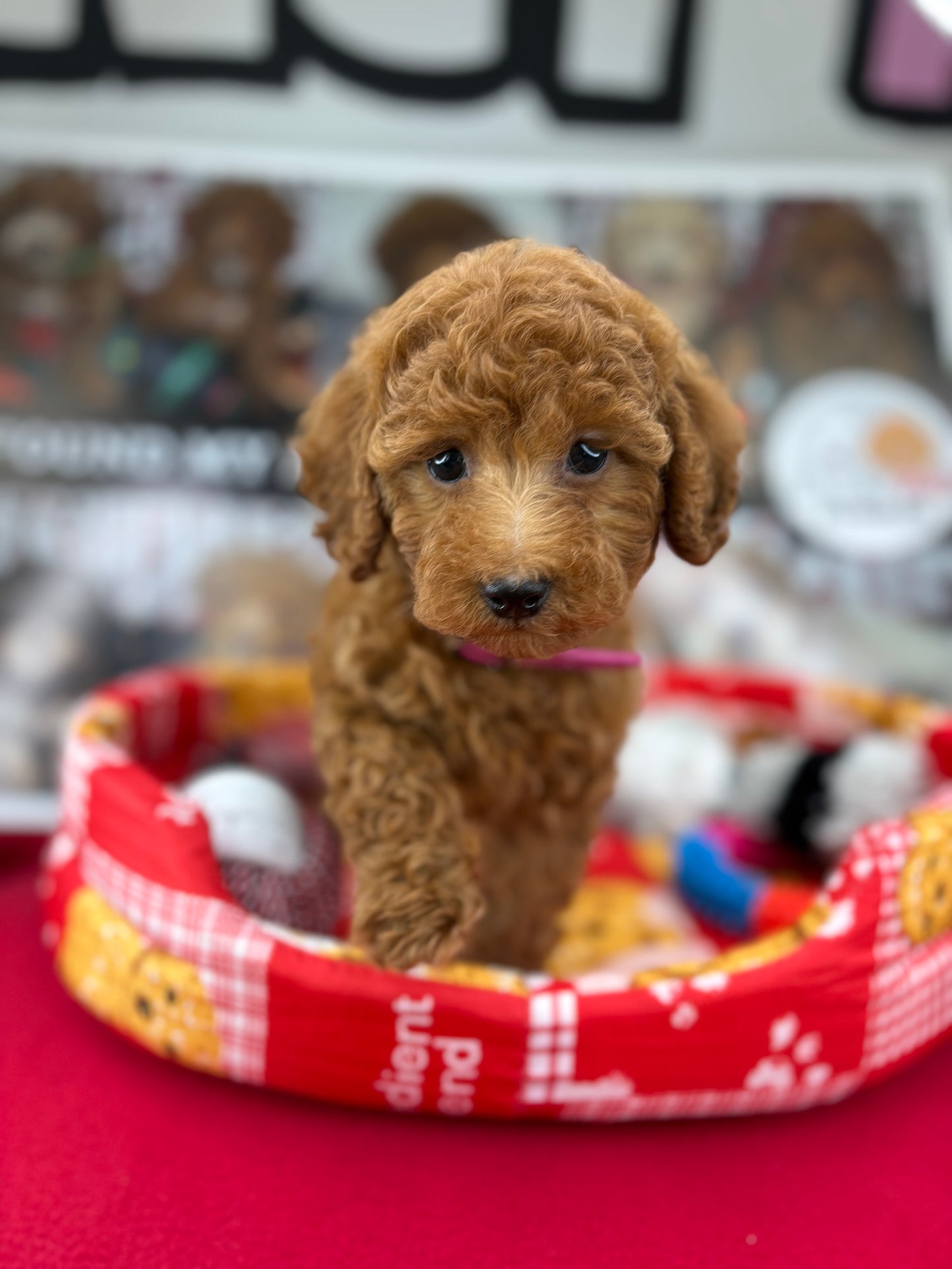 Red Male Toy Poodle (Deposit Only‼️Please Read The Description Below‼️)