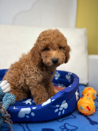 Male Apricot Toy Poodle ( Deposit Only, Please Read The DESCRIPTION Below‼️)