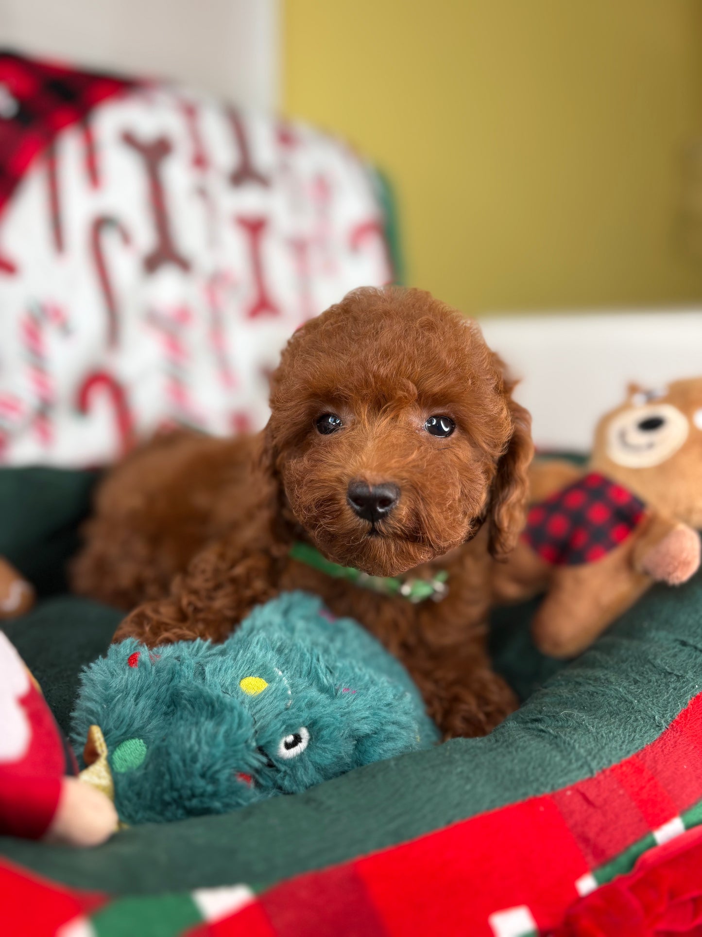 Dark Red Female Toy Poodle ( Deposit Only, Please Read The DESCRIPTION Below‼️)
