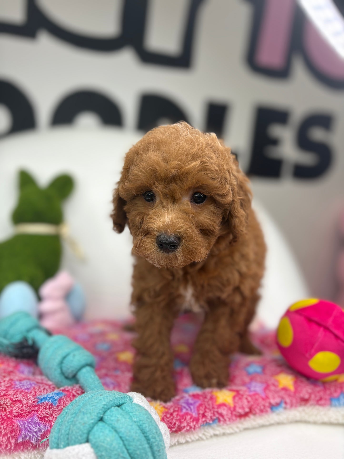 Red Male Toy Poodle ‼️(Deposit Only ‼️ Please Read The Description Below ‼️)