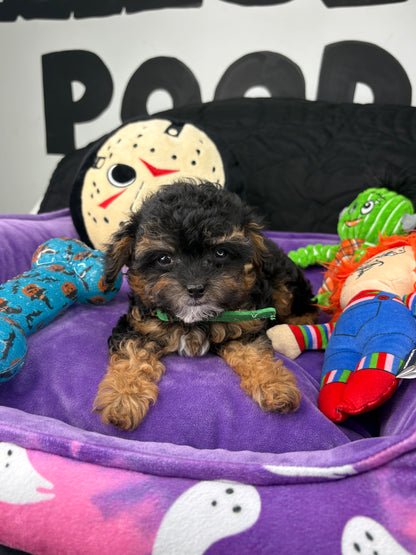 Apricot Phantom Female Micro Poodle Deposit Only‼️ (Please DESCRIPTION Read Below‼️)