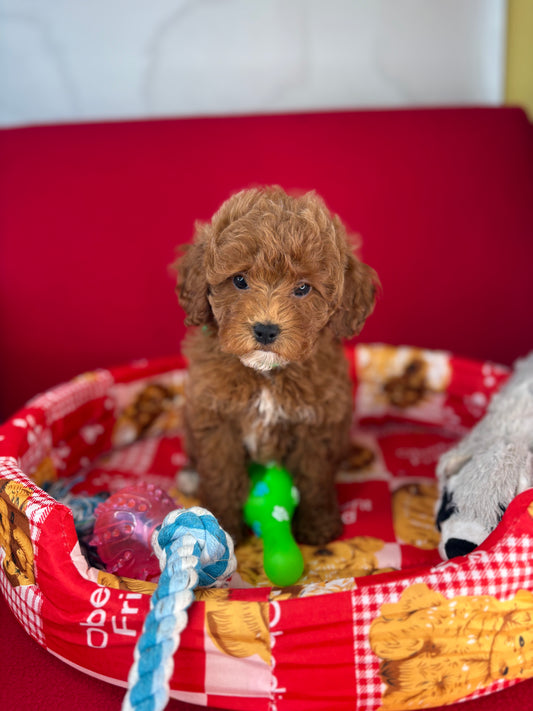 Red And White Male Toy Poodle (Deposit Only‼️Please Read The Description Below‼️)