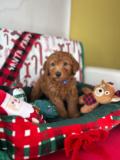 Red Male Miniture Poodle  (Deposit Only, Please Read The Description Below‼️)