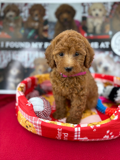 Red Male Toy Poodle (Deposit Only‼️Please Read The Description Below‼️)
