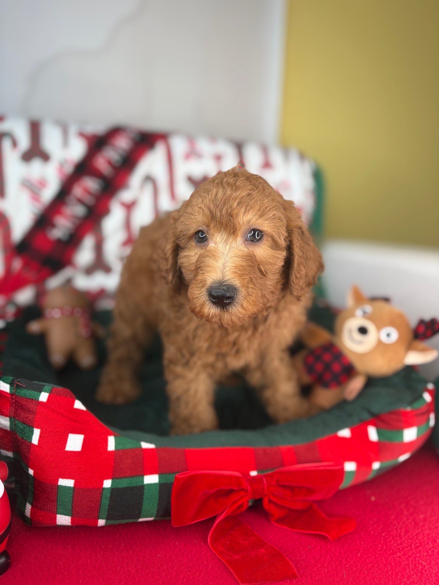 Red Male Miniature Poodle PROMOTION Pup (Deposit Only ‼️Please Read The DESCRIPTION Below‼️)