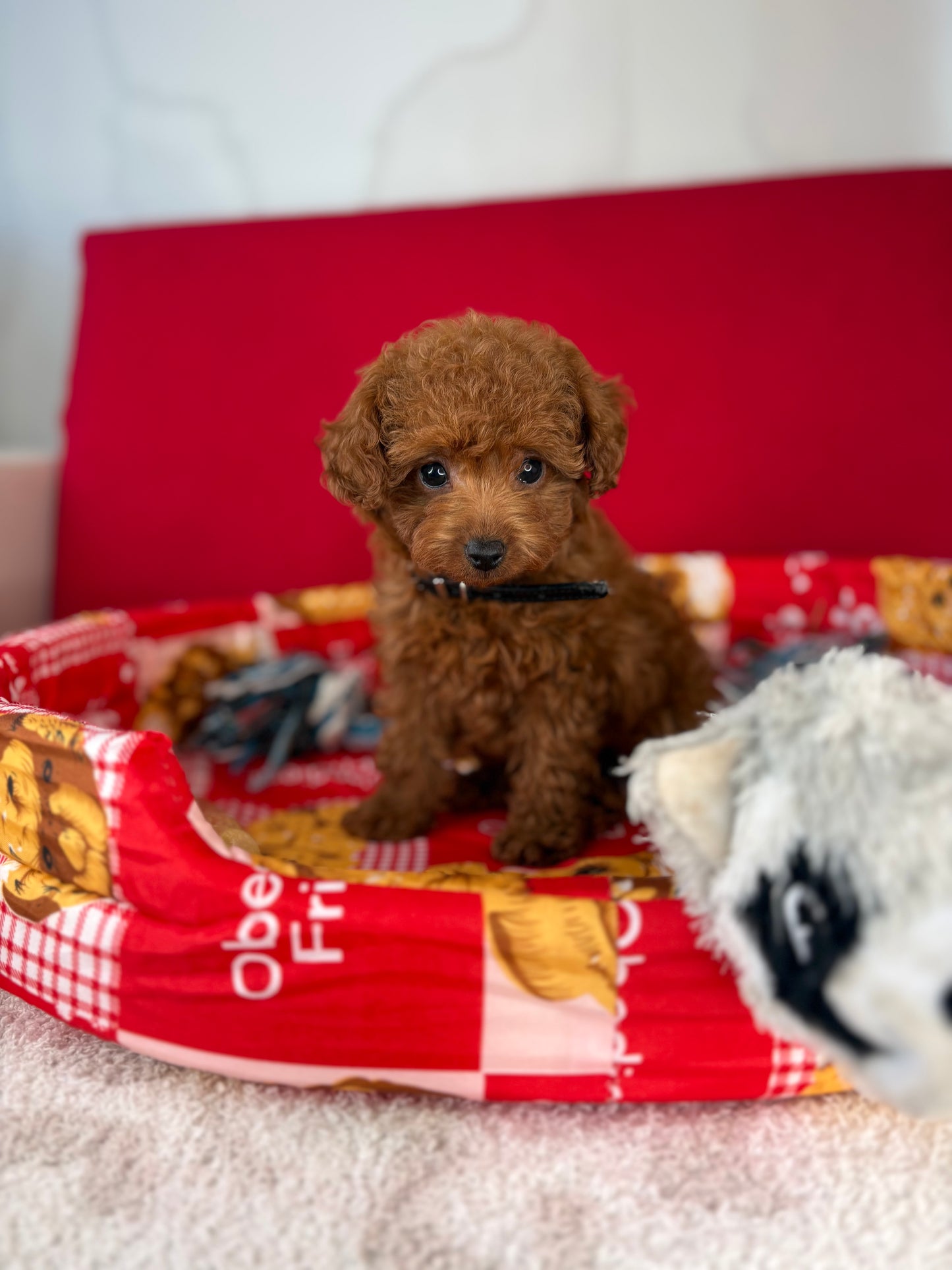 Dark Red Female Teacup Poodle (Deposit Only‼️ Please Red The DESCRIPTION Below‼️)