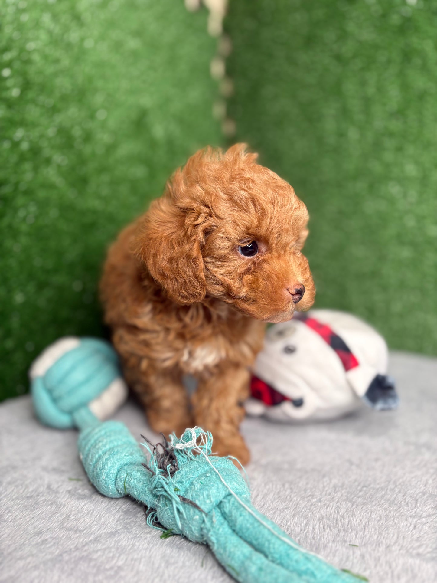 Legend Apricot Micro Poodle 🐩 (Deposit Only ‼️Please Read The Description Below‼️)