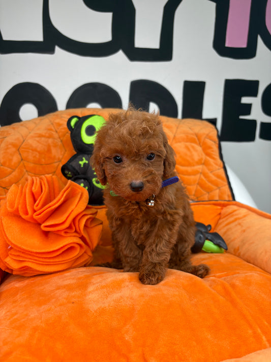 Red Male Teacup Poodle 🐩(Deposit Only ‼️ Please Read The DESCRIPTION Below‼️)