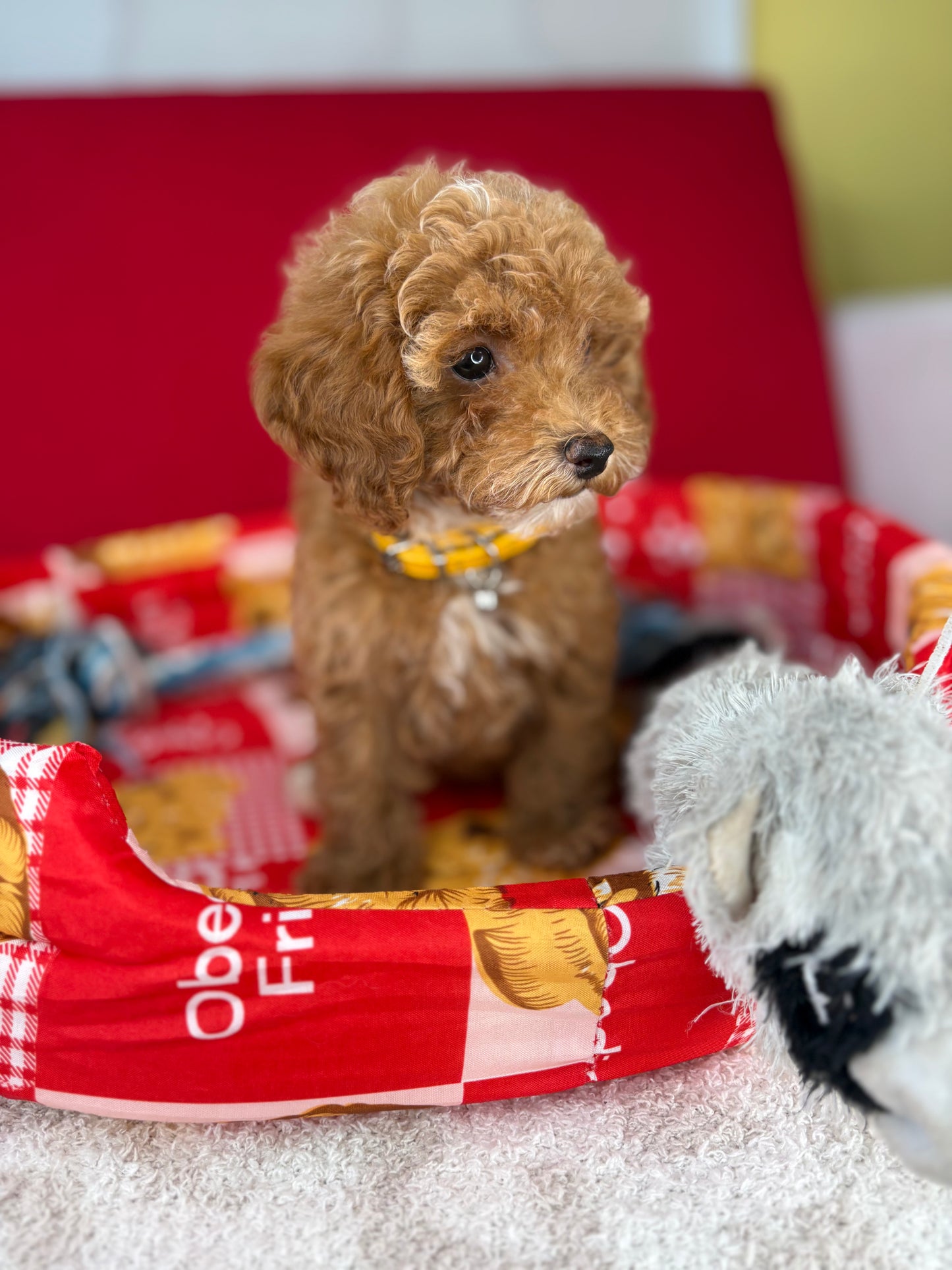 Red And White Female Teacup Poodle (Deposit Only‼️Please Read The Description Below‼️)
