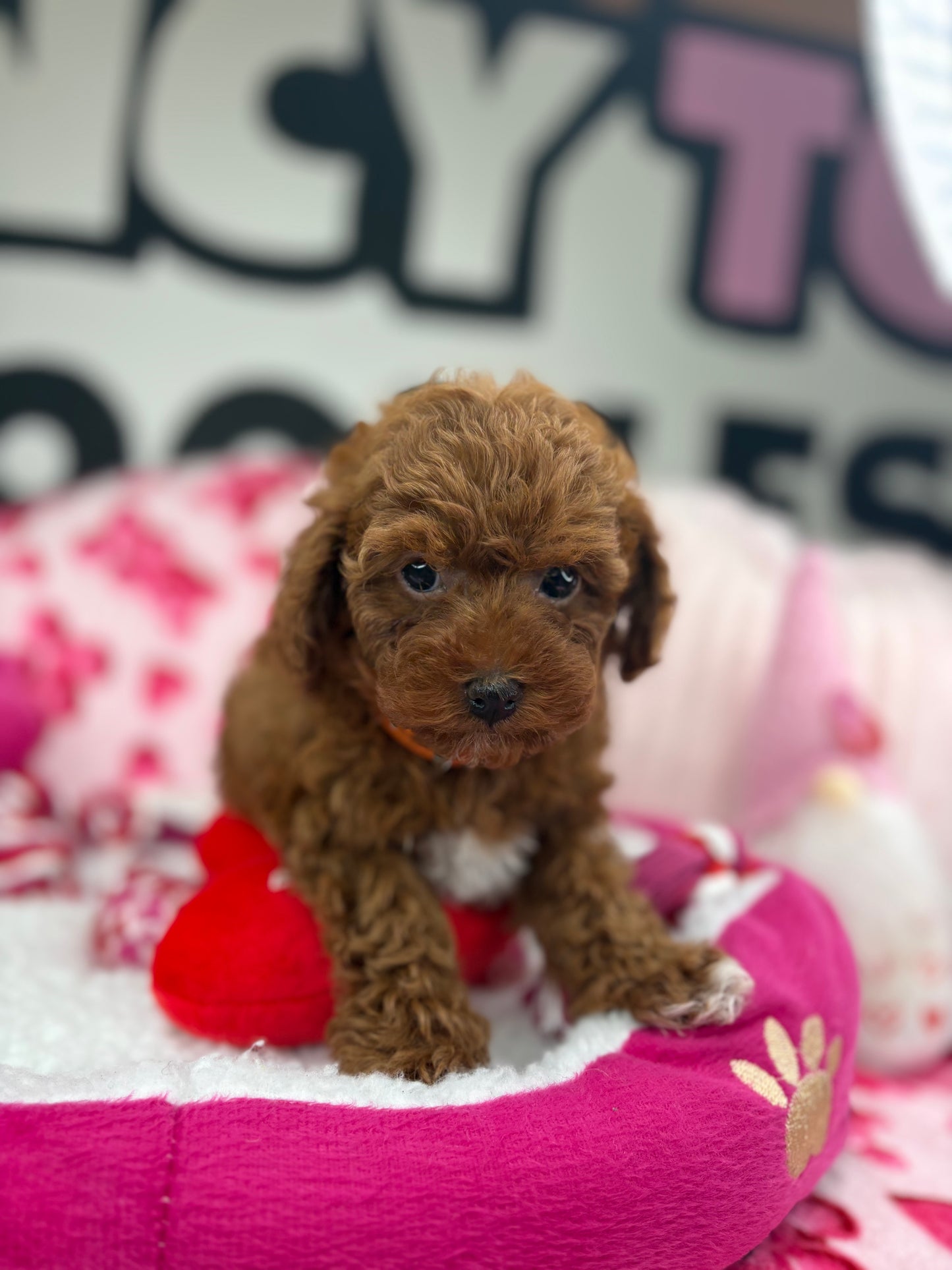 Dark Red Male Teacup Poodle (Deposit Only Please Read The DESCRIPTION Below‼️