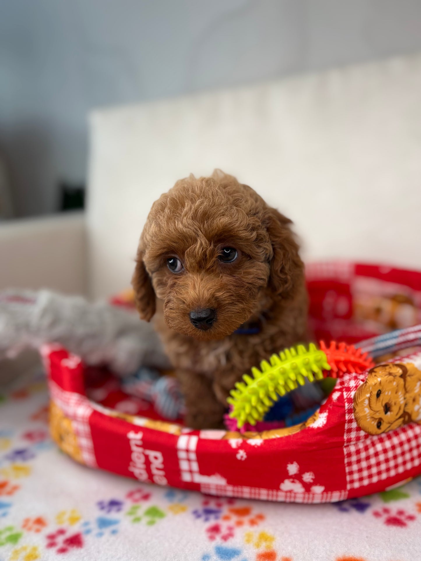 Apricot Female Toy Poodle (Deposit Only‼️Please Read The Description Below‼️)