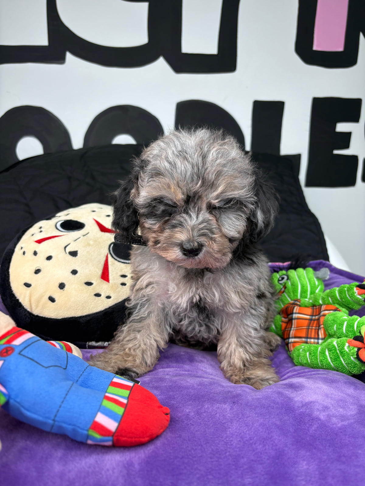 Merle Male Teacup Poodle 🐩(Deposit Only ‼️ Please Read The DESCRIPTION Below‼️)