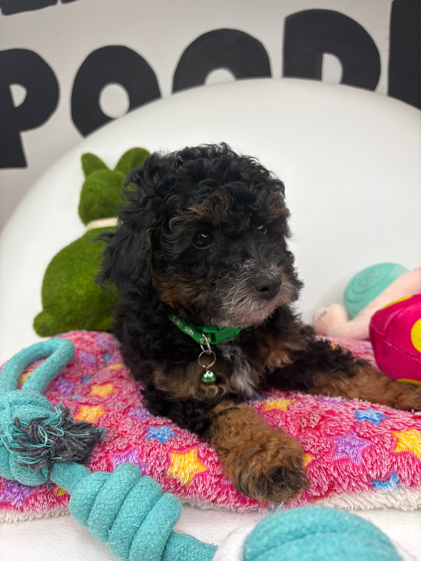 Red Phantom Male Toy Poodle (Deposit Only‼️Please Read The Description Below‼️)
