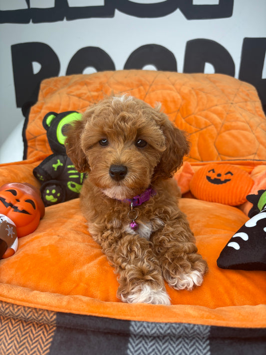 Red And White Female Toy Poodle (Deposit Only, Please Read The Description Below‼️)