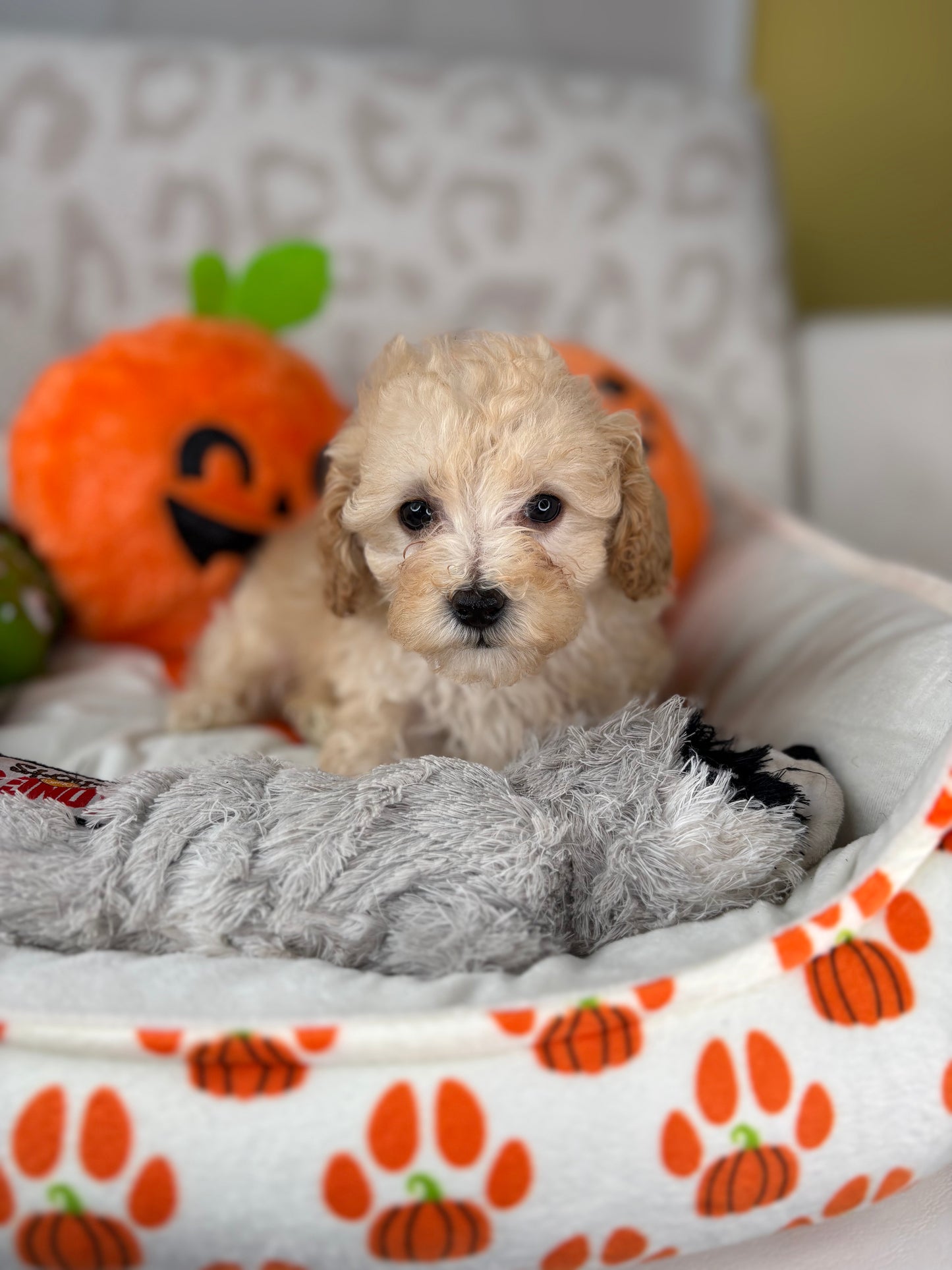 Apricot Female Teacup Poodle 🐩(Deposit Only ‼️ Please Read The DESCRIPTION Below‼️)