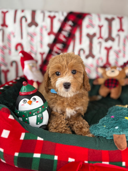 Red And White Female Toy Poodle 🐩 (Deposit Only‼️Please Read The Description Below‼️)