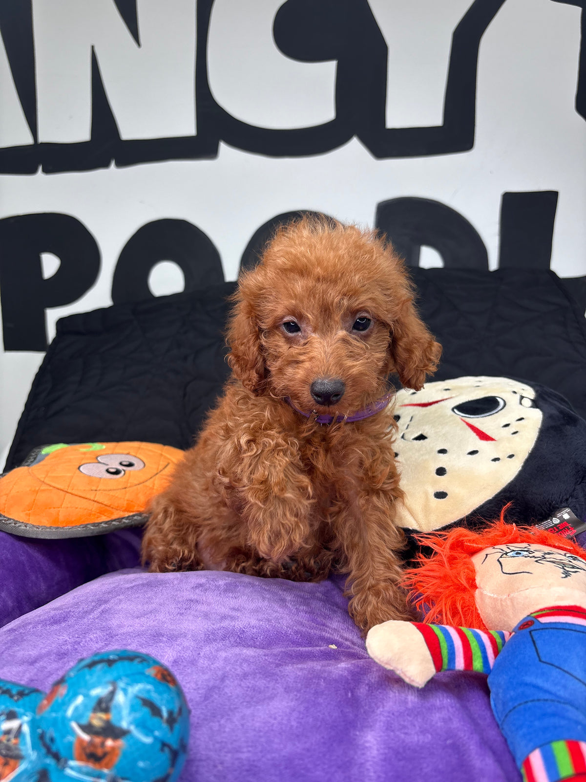 Apricot Male Teacup Poodle (Deposit Only‼️Please Read The Description Below‼️)