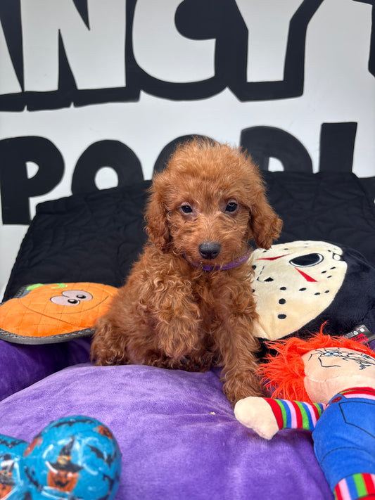 Apricot Male Teacup Poodle (Deposit Only‼️Please Read The Description Below‼️)