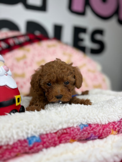 Dark Red Male Micro Poodle (Deposit Only ‼️ Please Read DESCRIPTION Below‼️)
