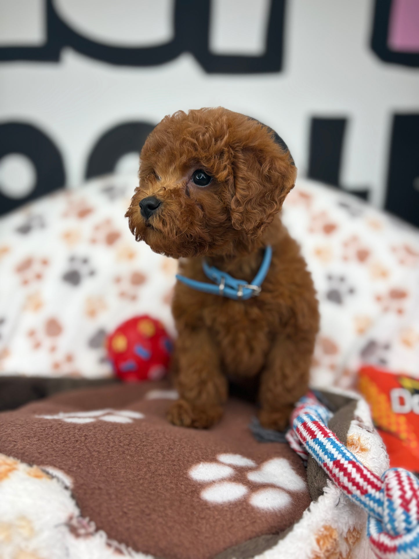 Dark Red Female Toy Poodle ‼️(Deposit Only ‼️ Please Read The Description Below ‼️)