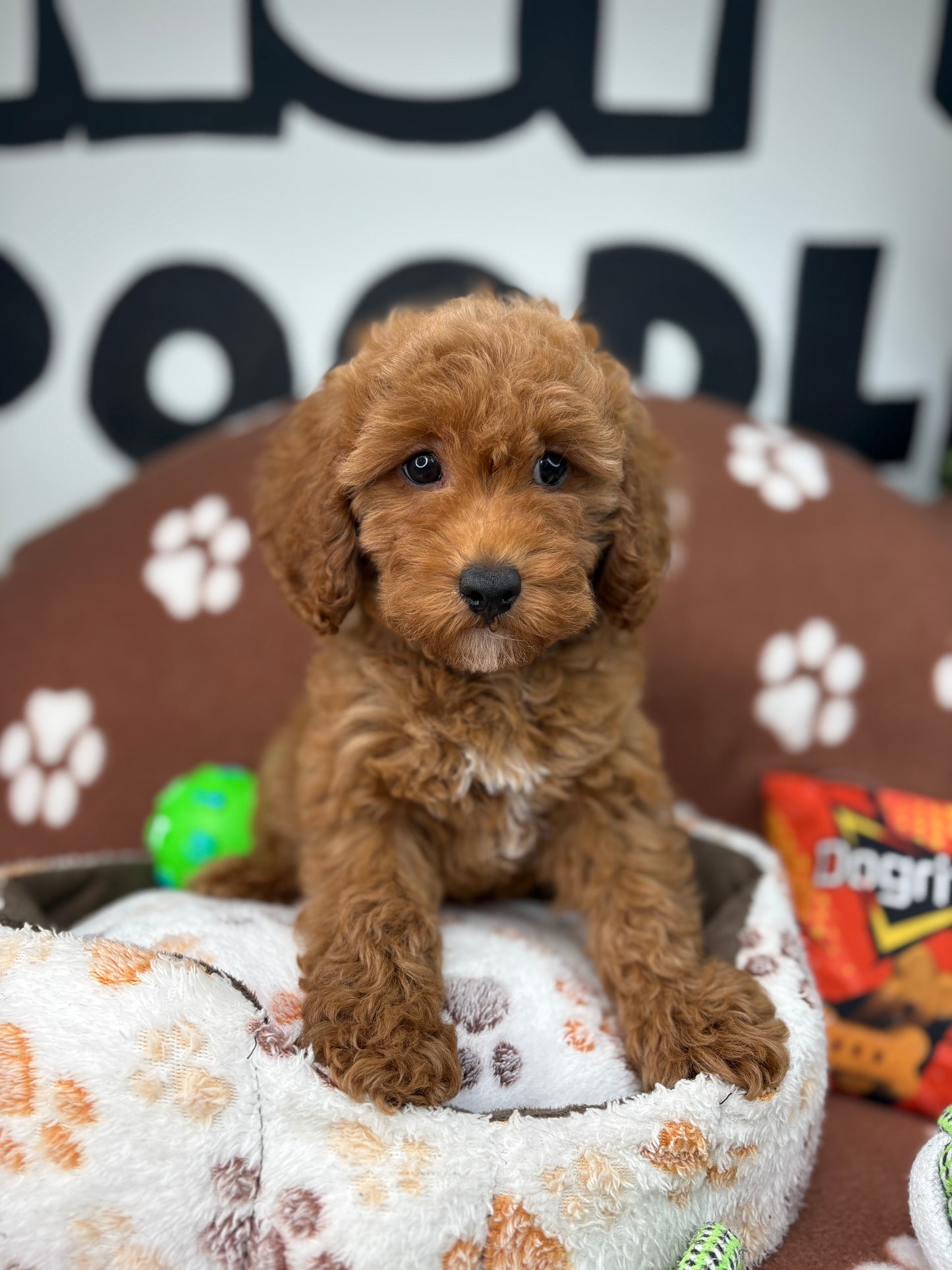 Red Male Toy Poodle (Deposit Only ‼️ Please Read DESCRIPTION Below‼️)