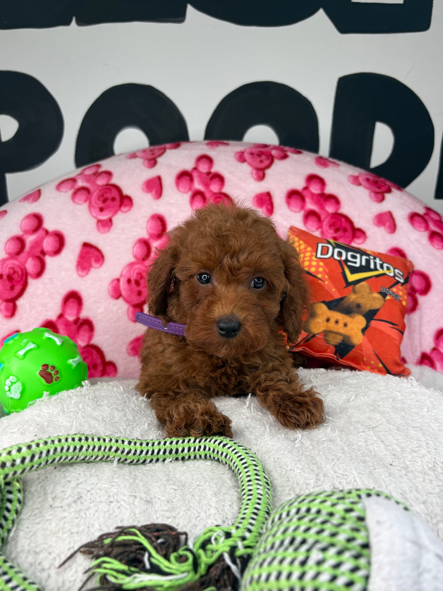 Tiny Dark Red Male Toy Poodle ( Deposit Only, Please Read The DESCRIPTION Below‼️)